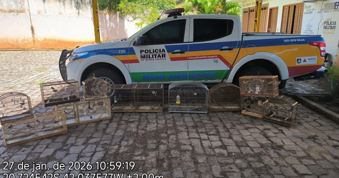 POLÍCIA MILITAR DE MEIO AMBIENTE APLICA MULTA DE QUASE R$30 MIL POR MANTER PÁSSARIOS SILVESTRES  EM GAIOLAS EM CARANGOLA