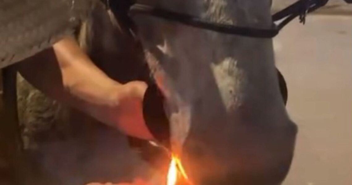 HOMEM ” BOTA MULA PRA FUMAR” E PM DE MEIO AMBIENTE “BOTOU A COBRA PRA FUMAR” E PRENDEU CIDADÃO