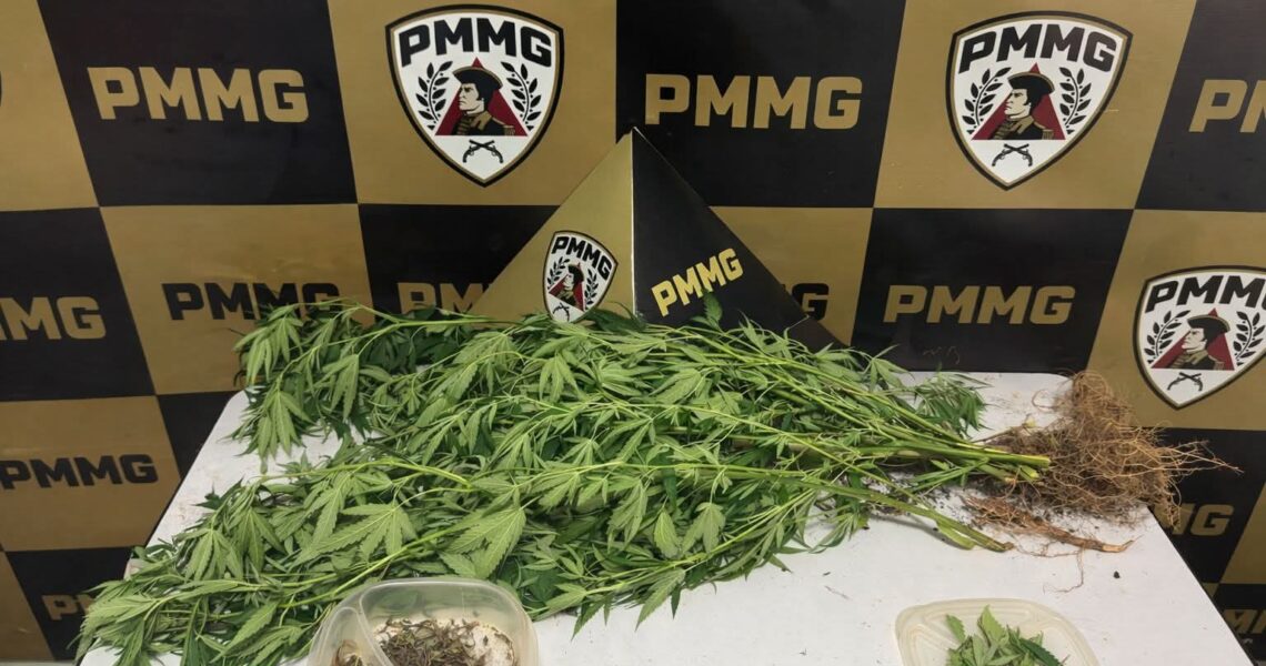 PMMG APREENDE PLANTAÇÃO DE MACONHA E MUNIÇÕES EM ORIZÂNIA