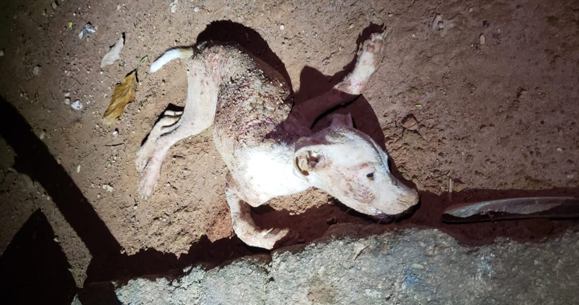 PMMG PRENDE INDIVÍDUO EM FLAGRANTE  POR MAUS- TRATOS A ANIMAIS NO BAIRRO ENCOBERTA EM MURIAÉ