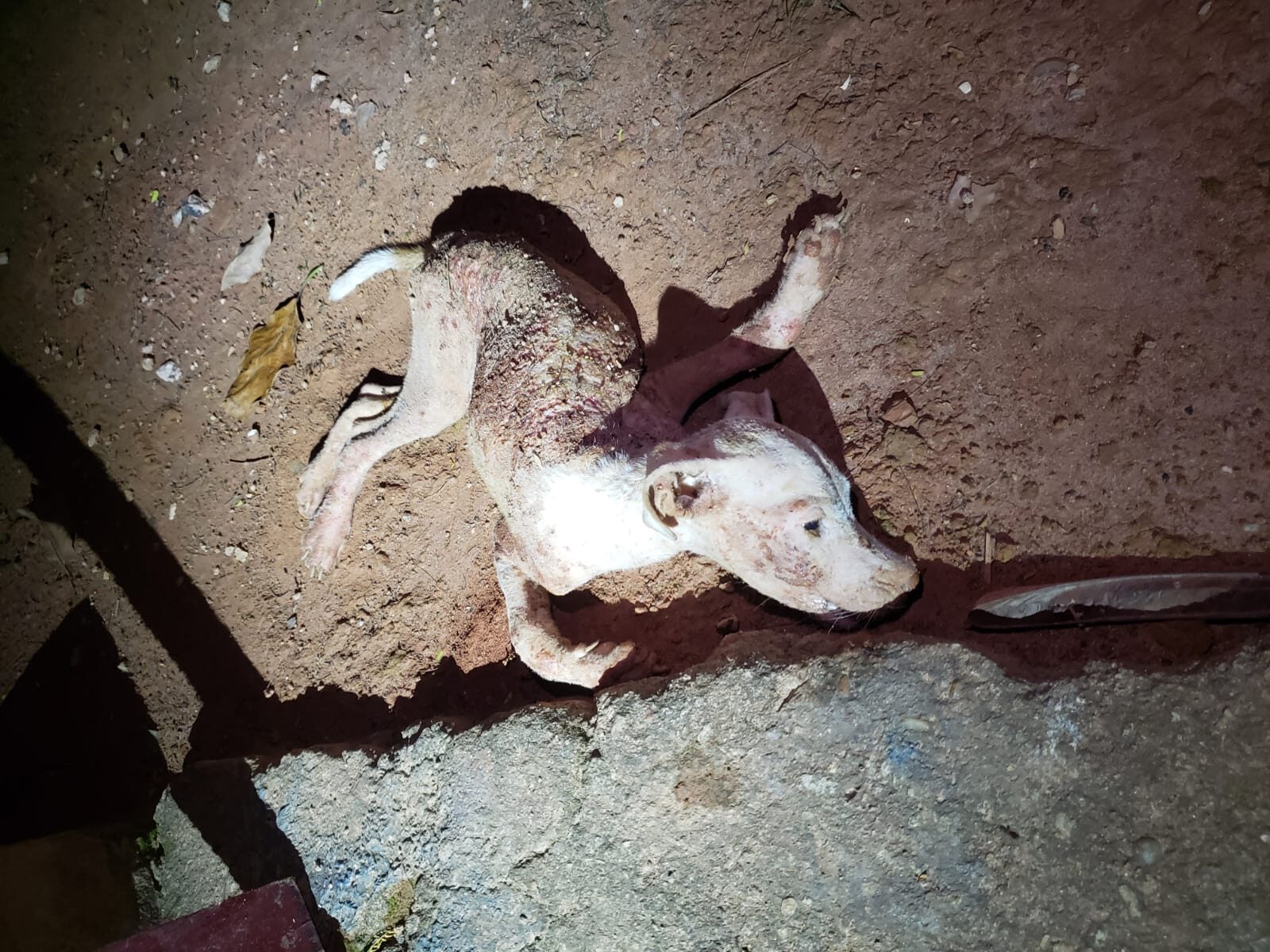 PMMG PRENDE INDIVÍDUO EM FLAGRANTE POR MAUS- TRATOS A ANIMAIS NO BAIRRO ENCOBERTA EM MURIAÉ