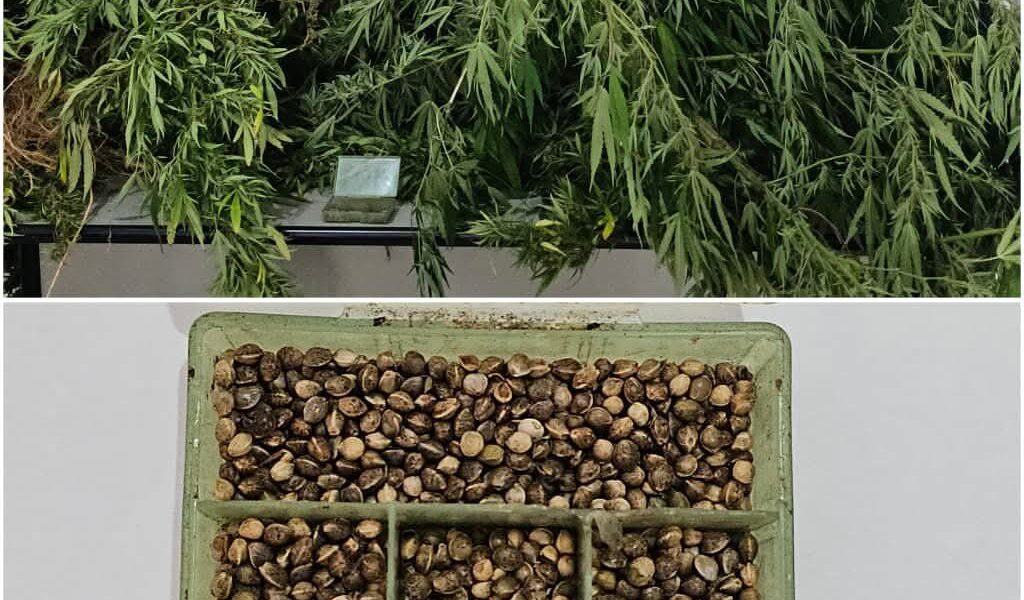 PM APREENDE PÉS DE MACONHA EM RESIDÊNCIA RURAL DE FERVEDOURO