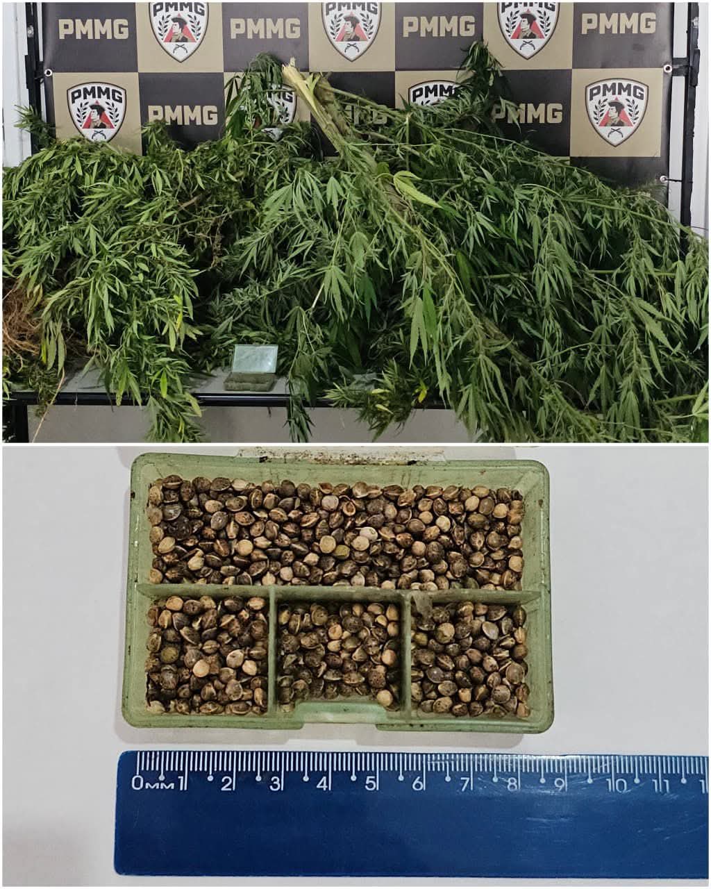 PM APREENDE PÉS DE MACONHA EM RESIDÊNCIA RURAL DE FERVEDOURO