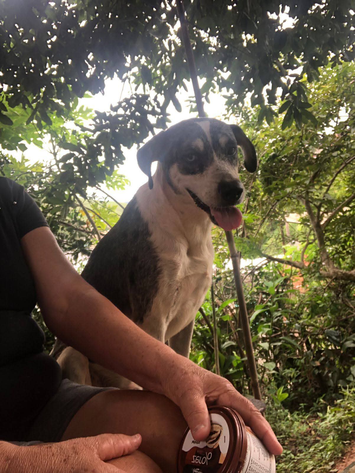 MORADORA DE MIRADOURO DESABAFA SOBRE O ENVENENAMENTO DE SEU CACHORRO