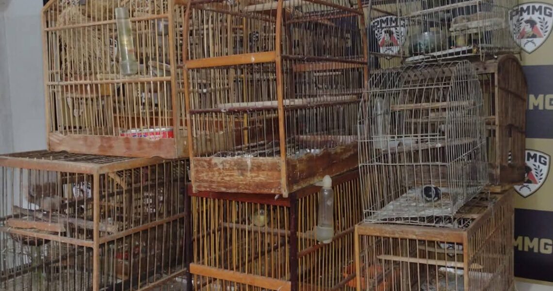 PMMG INTENSIFICA AÇÕES DA PATRULHA RURAL E REALIZA OPERAÇÃO NA ZONA RURAL DE CARANGOLA/MG