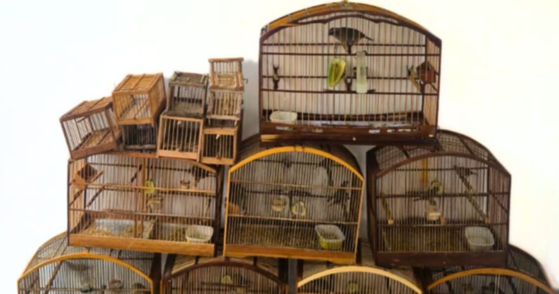 PMMG APREENDE 17 PÁSSAROS SILVESTRES MANTIDOS EM CATIVEIRO IRREGULAR EM FERVEDOURO