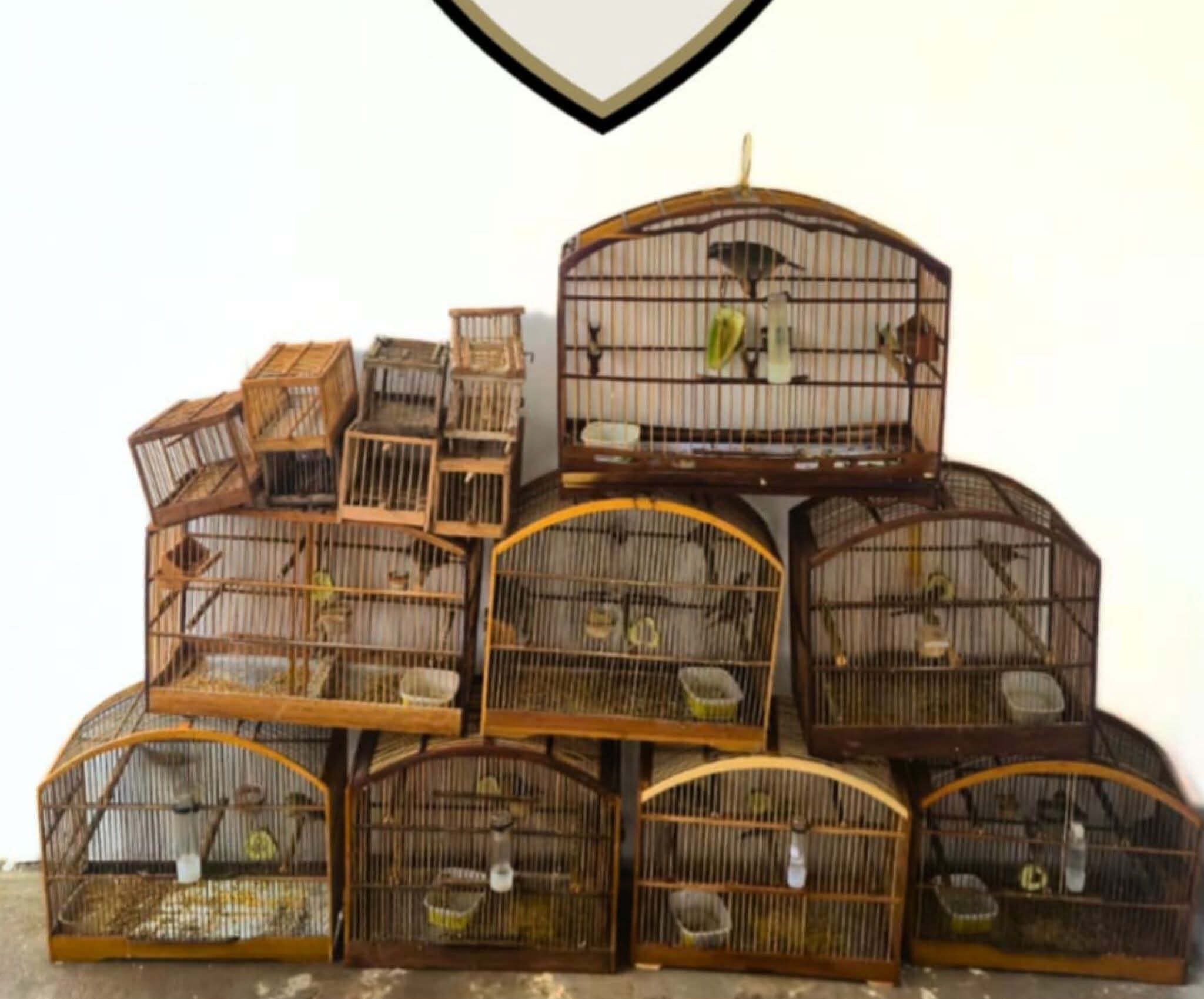 PMMG APREENDE 17 PÁSSAROS SILVESTRES MANTIDOS EM CATIVEIRO IRREGULAR EM FERVEDOURO