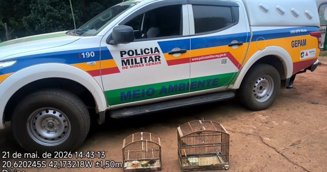 POLÍCIA DE MEIO AMBIENTE APREENDE PÁSSAROS SILVESTRE E REALIZA PRISÃO EM DIVINO