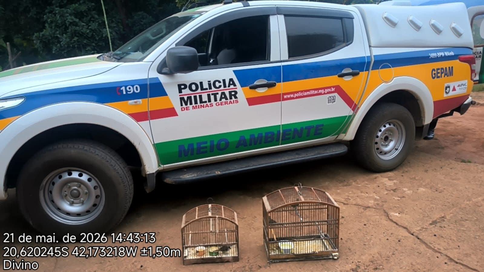 POLÍCIA DE MEIO AMBIENTE APREENDE PÁSSAROS SILVESTRE E REALIZA PRISÃO EM DIVINO