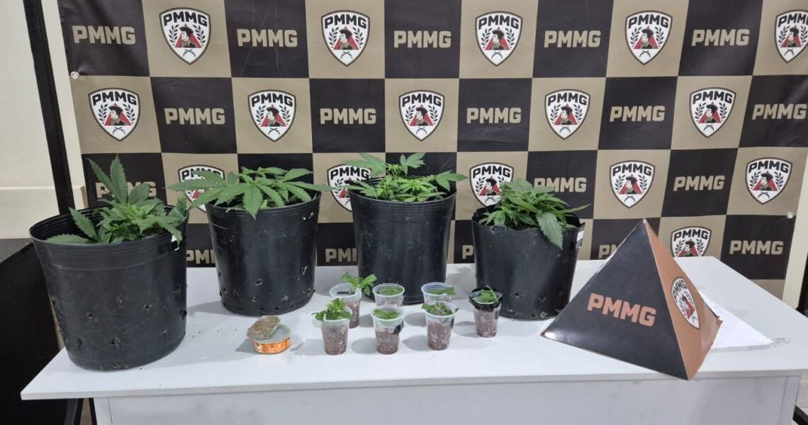PM APREENDE PLANTAÇÃO DE MACONHA EM RESIDÊNCIA EM MURIAÉ NO BAIRRO SÃO FRANCISCO