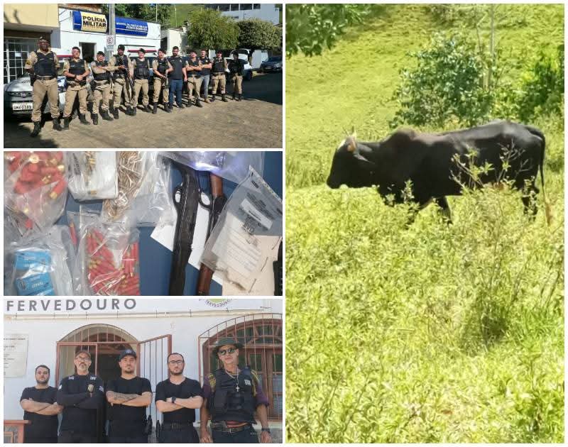 CERCA DE 180 CABEÇAS DE GADO E 700 MUNIÇÕES SÃO APREENDIDAS NA ZONA DA MATA MINEIRA