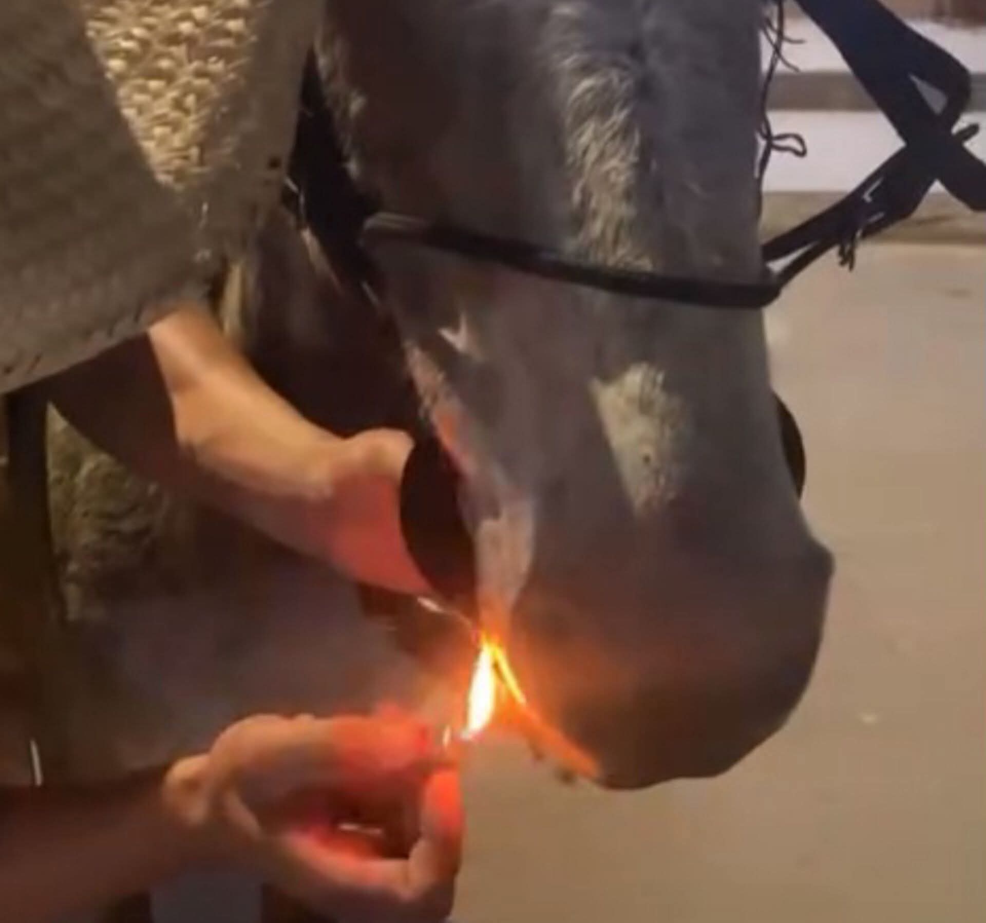 HOMEM ” BOTA MULA PRA FUMAR” E PM DE MEIO AMBIENTE “BOTOU A COBRA PRA FUMAR” E PRENDEU CIDADÃO