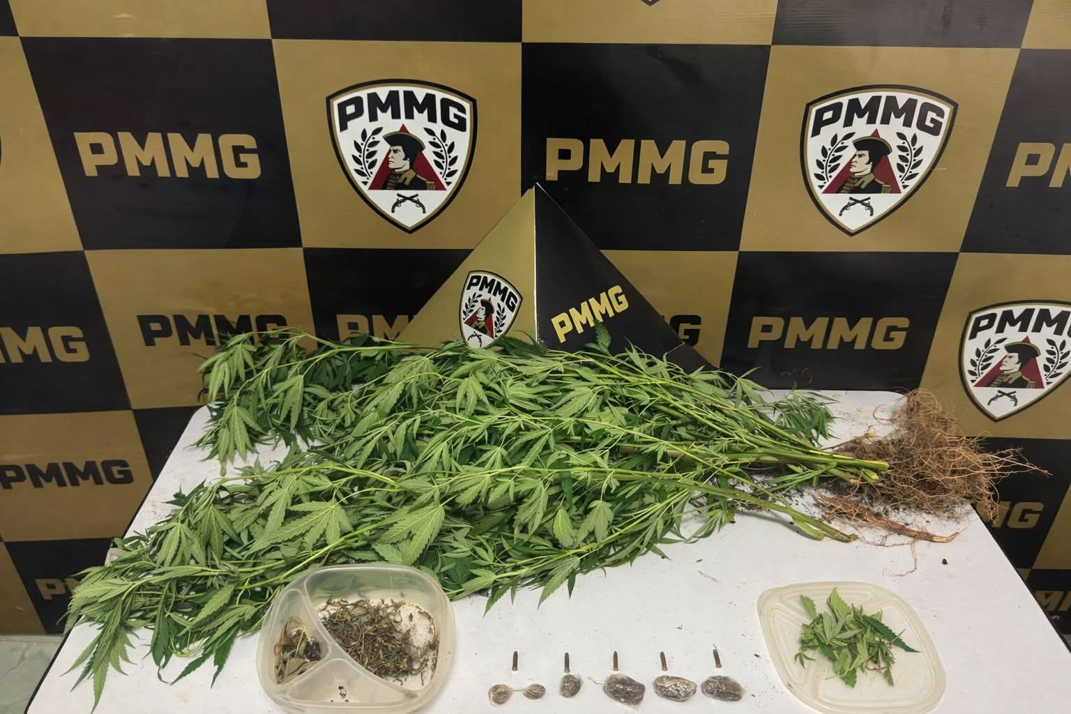 PMMG APREENDE PLANTAÇÃO DE MACONHA E MUNIÇÕES EM ORIZÂNIA
