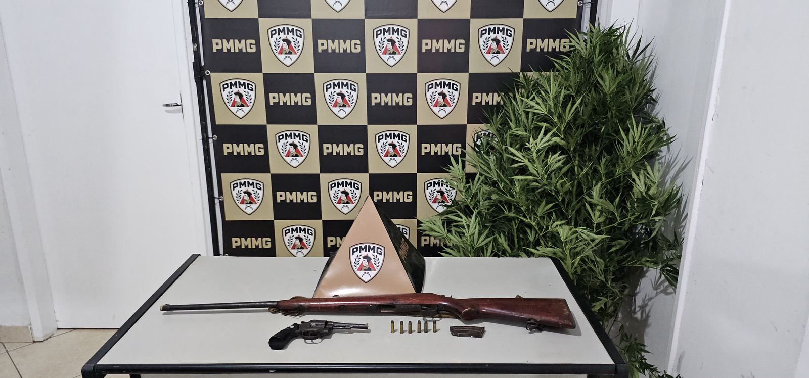 PM APREENDE GRANDE QUANTIDADE DE PÉS DE MACONHA EM FERVEDOURO